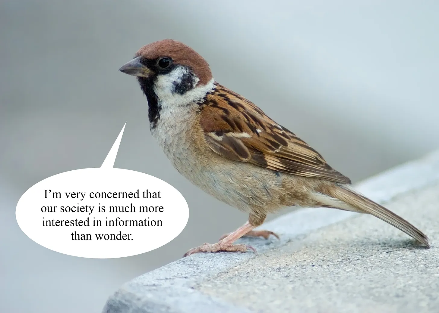 a sparrow saying 'I'm very concerned that our society is much more interested in information than wonder.